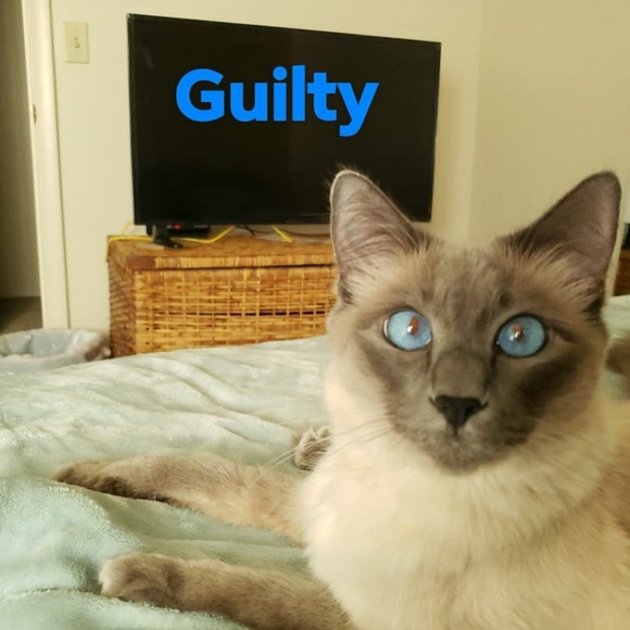 Meet your Posher, Bali - Picture 6 of 6